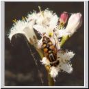 Helophilus pendulus - Gemeine Sumpfschwebfliege w03.jpg